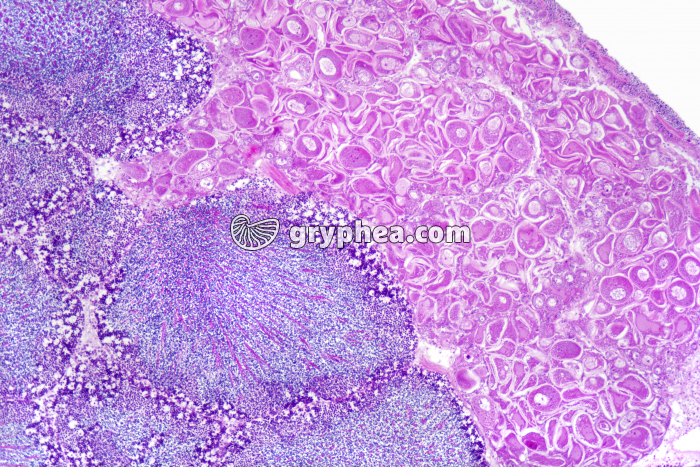 Hermaphrodisme Coquille St-Jacques x25 - gryphea.com